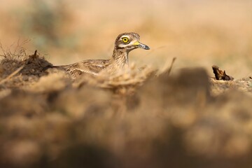 Solitary Indian stone-curlew standing in a field of dried grass, gazing off in a leftward direction