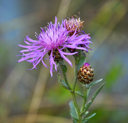 Cornflower Centaurea jacea blooms in a meadow among grasses