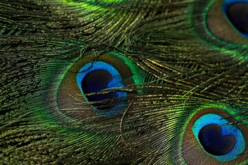 Stunning close-up of a peacock feather showcasing its vibrant green and blue hues
