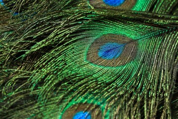 Closeup of peacock feathers in a pile