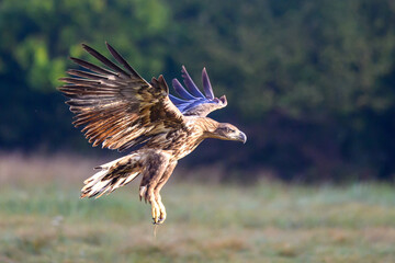 Seeadler