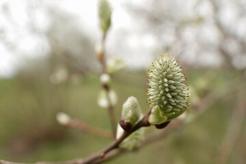 Closeup of a female Goat Willow, Salix caprea kitten on a branch in the springtime