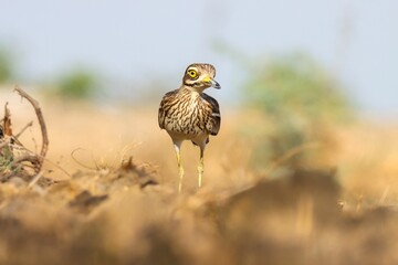 Indian stone-curlew small bird perched atop the grass.