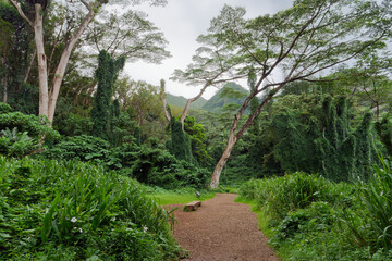 View of a forest path and wooden bench in the distance on the Manoa Falls Trail on the island of...