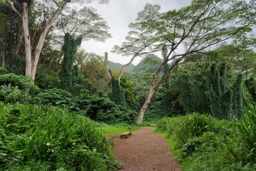 Fototapeten View of a forest path and wooden bench in the distance on the Manoa Falls Trail on the island of Oahu, Hawaii © Eleseus