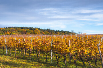 Landscape with grape vines in autumn