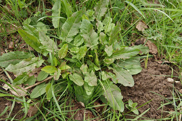 Low angle closeup on a fresh emerging garden sorrel, or sour dock, Rumex acetosa, a wild vegetable