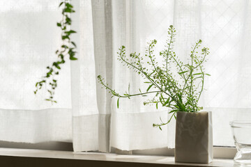 タラスピ,窓際,白い花器,エスキナンサスという観葉植物,部屋,花のある暮らし,部屋
