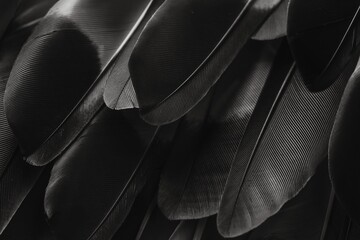 Grayscale close-up of a collection of black feathers with a silver glow