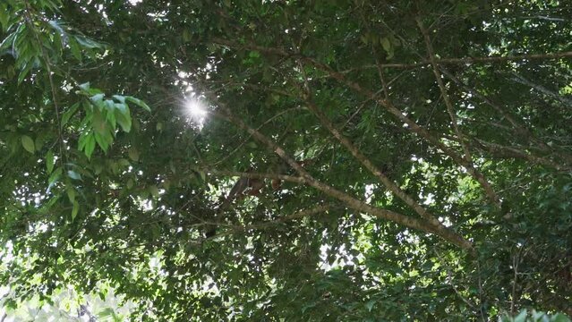 Cute little squirrel monkey jumping through the canopy of the tropical rainforest in the Cuyabeno wildlife reserve in the Amazon region of Ecuador.