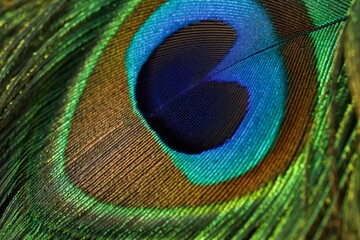 Macro shot of a peacock feather highlighting the intricate details of the eye pattern