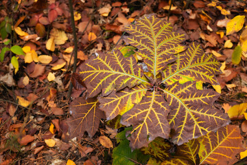 Beautiful orange-brown autumn leaf on a background of dry leaves. Natural autumn background.