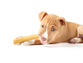Happy puppy with chew stick in mouth. Cute puppy dog chewing large dental stick while holding it between paws. Teething puppy. 2 months old, female Boxer Pitbull mix breed. Selective focus. Isolated.