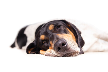 Large dog sleeping headshot with defocused body. Close up of extra large puppy dog with skin scrunched up face. Male Bluetick Coonhound or Coon dog, black and white mottled. Selective focus on nose - obrazy, fototapety, plakaty