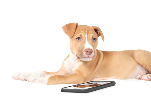 Puppy with smartphone talking with dog over video call. Cute puppy dog lying in front of phone while looking at camera. Concept for animals or pets using technology. Selective focus. White background.