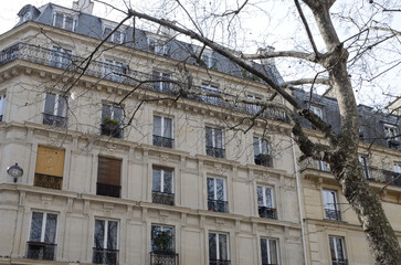 Tree and building in Paris - 675456693