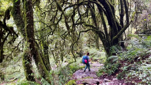 Backpacker going through jungle rainforest with curved tree branches with backpack and trekking poles. Travel, trekking, nature wide angle concept 4K video. Makalu Barun Park, Mera peak climbing route