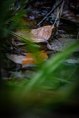 autumn leaves in the water