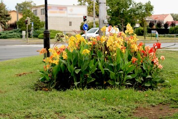 Colorful arrangement of fresh flowers in a grassy area at the corner of a city street