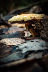 mushrooms surrounded by leaves 