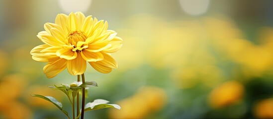 Obraz premium In the beautiful garden a closeup of a yellow flower showcases the stunning beauty of spring highlighting the vibrant colors and natural charm of nature