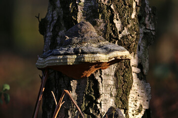 Horseshoe Fungus Growing on a Silver Birch Tree