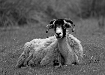 A Raggedy Peak District Sheep Resting On the Grass at the Longshaw Estate