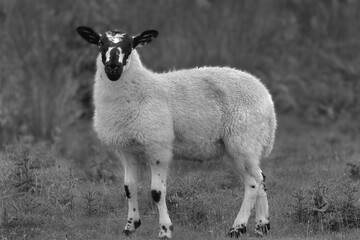 A Young Sheep / Lamb at the Longshaw Estate in Monochrome