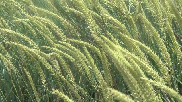 Russian wildrye (Psathyrostachys juncea, Elymus junceus) on coast of hypersaline lake Sivash, Kerch peninsula. Species can grow and prosper in many harsh environments. Pasture species of grass crop