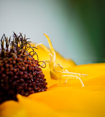 Close up of Crab Spider using camouflage to blend into yellow Black Eyed Susan garden flower to...