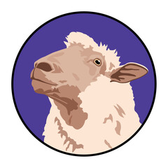 Domestic Sheep Portrait