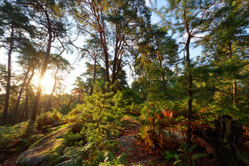Forest path in the Cassepot rock