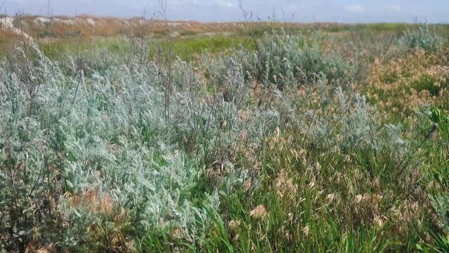 Coastal low dune on the shore of the hypersalted lake Sivash, Crimea. plants growing on highly saline soils. Tauric wormwood (Seriphidium fragrans) semishrub and cereals predominate