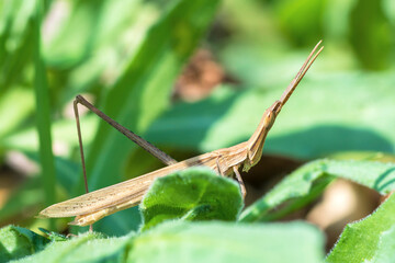 Slantface grasshopper, cone-headed grasshopper, genus Acrida