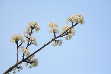 Close-up of a white plum blossom branch against a blue sky