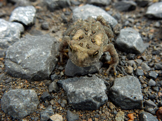 Toad on pebbles