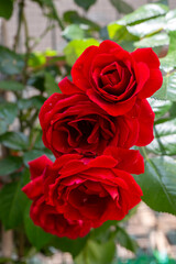 Ivy red rose in garden