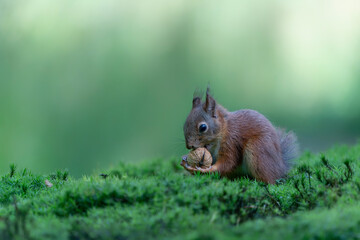  Hungry Eurasian red squirrel (Sciurus vulgaris) eating a nut in the forest of Noord Brabant in the Netherlands.	                                                                   