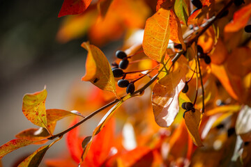 A close up of leaves and berries on a nyssa sylvatica tree, in the autumn sunshine