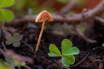 Small mushroom in the foreground in the undergrowth - 675464882