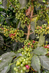 Coffee Cherries waiting for Harvest Season