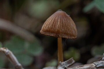 Small mushroom in the foreground in the undergrowth - 675465016