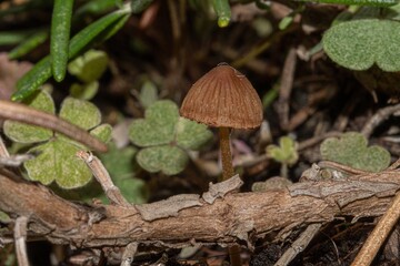 Small mushroom in the foreground in the undergrowth