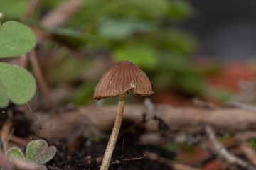 Small mushroom in the foreground in the undergrowth - 675465065