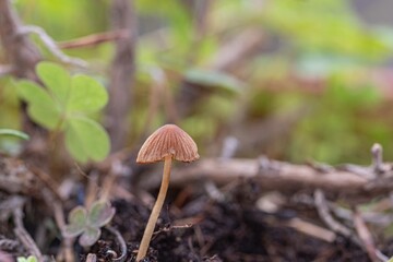 Small mushroom in the foreground in the undergrowth - 675465081