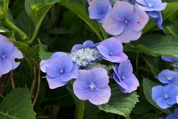 Array of delicate purple Hydrangea macrophylla flowers blooming in a lush bush