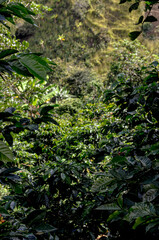 Coffee Field after harvest