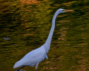 Egret