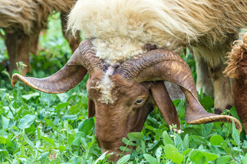 Male Awassi Baladi ram sheep grazing 