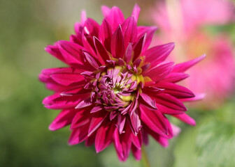 Fresh red pink Dahlia flower head on light green defocused background. Dahlia petals closeup. Big autumn flowers. Beautiful pink Dahlia fresh flower blossoming in the garden. Greetings postcard